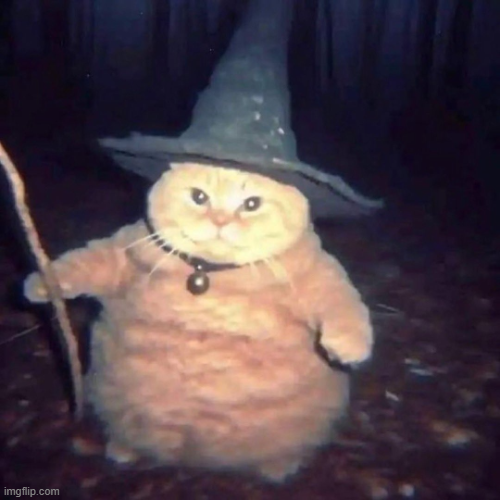 meme-wizardcat